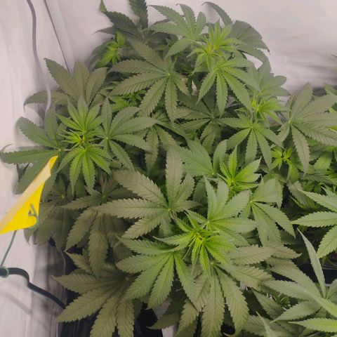 Pure Indica klein growlog timeline photo