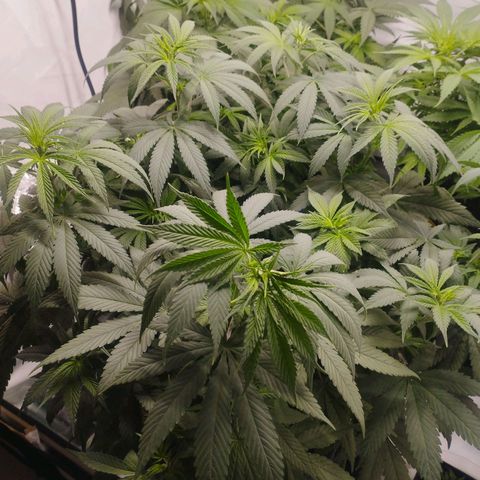 Pure Indica Groß growlog timeline photo