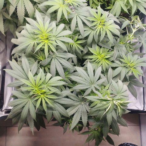 Pure Indica Groß growlog timeline photo