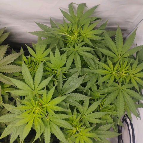 Pure Indica Mittel growlog timeline photo