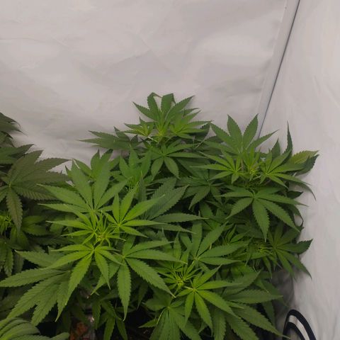 Pure Indica Mittel growlog timeline photo