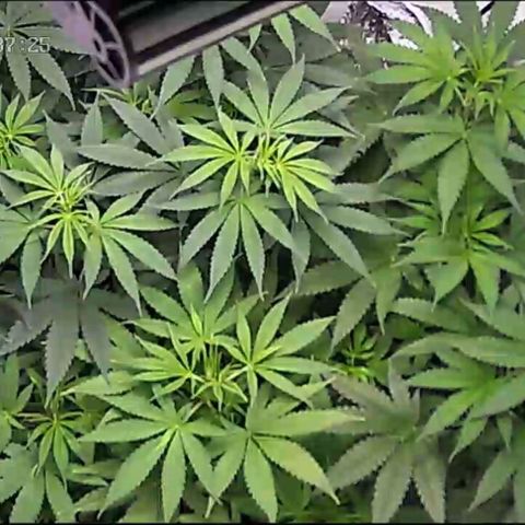 Pure Indica klein growlog timeline photo
