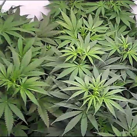 Pure Indica klein growlog timeline photo