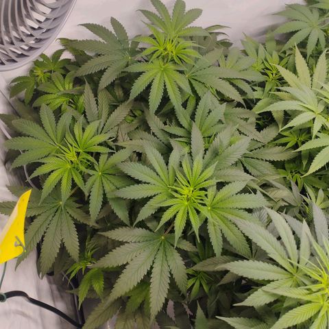 Pure Indica klein growlog timeline photo