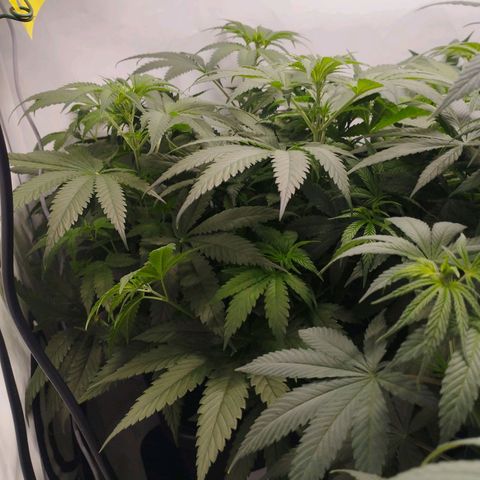Pure Indica klein growlog timeline photo