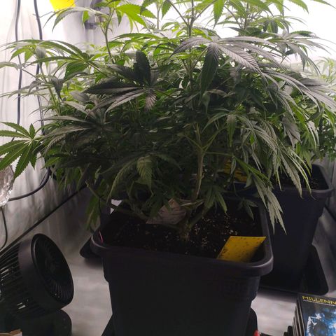 Pure Indica Groß growlog timeline photo