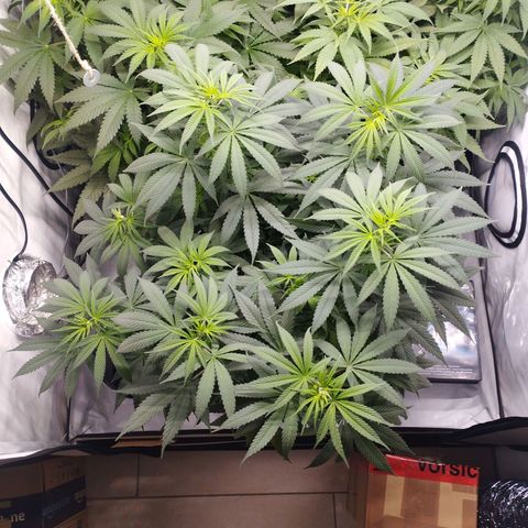 Pure Indica Groß growlog timeline photo