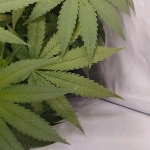 Pure Indica Mittel growlog timeline photo