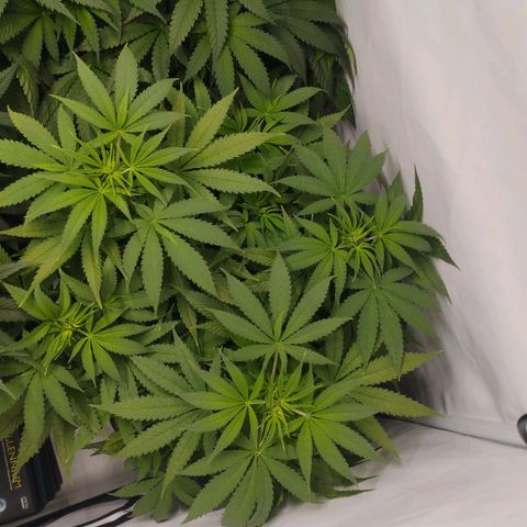 Pure Indica Mittel growlog timeline photo