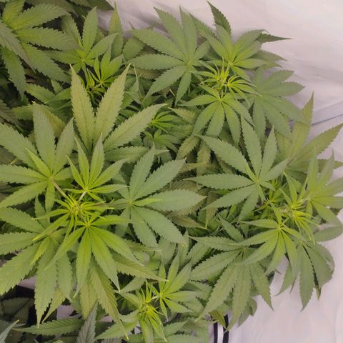 Pure Indica Mittel growlog timeline photo