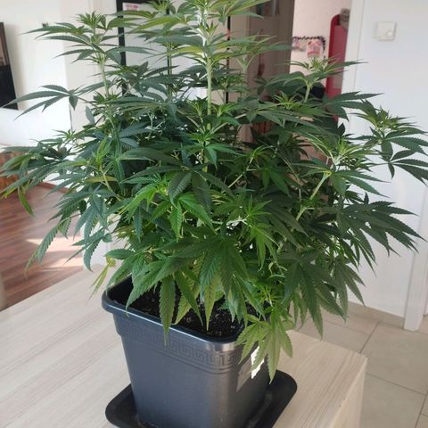 Pure Indica klein growlog timeline photo