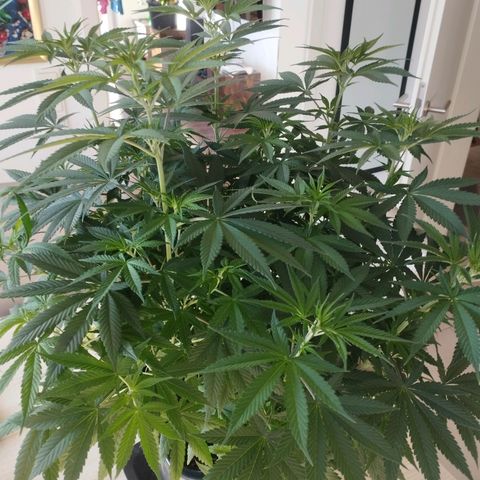 Pure Indica klein growlog timeline photo