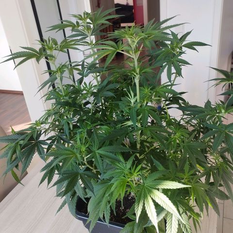 Pure Indica klein growlog timeline photo