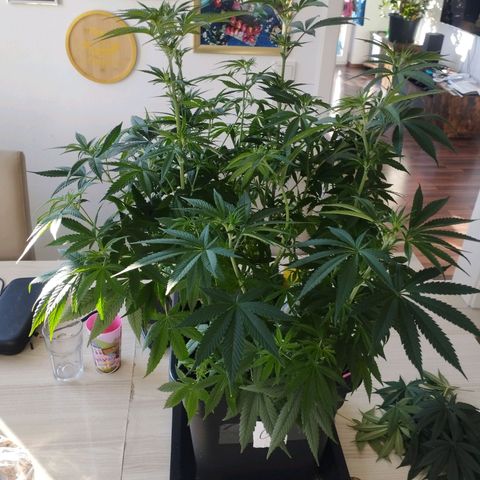 Pure Indica klein growlog timeline photo