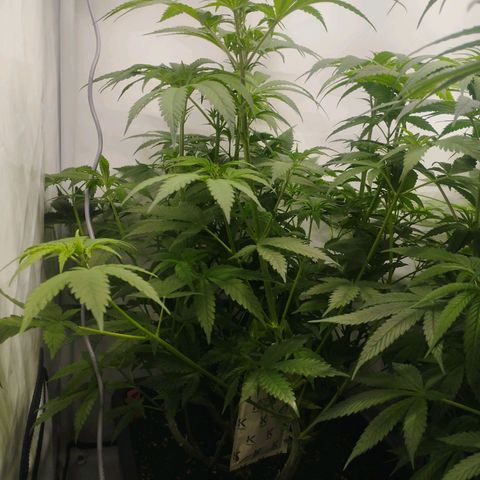 Pure Indica klein growlog timeline photo