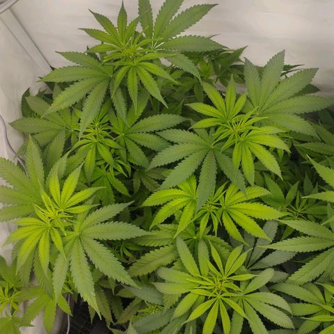 Pure Indica klein growlog timeline photo