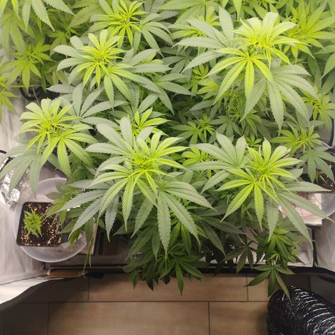 Pure Indica Groß growlog timeline photo