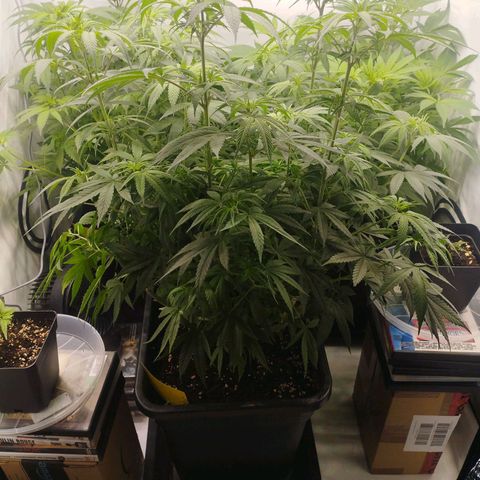 Pure Indica Groß growlog timeline photo