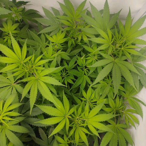 Pure Indica Mittel growlog timeline photo