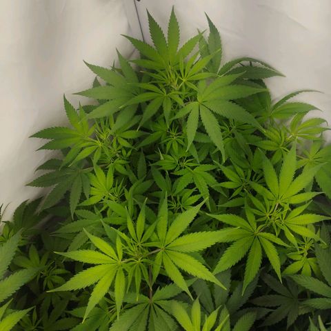 Pure Indica Mittel growlog timeline photo