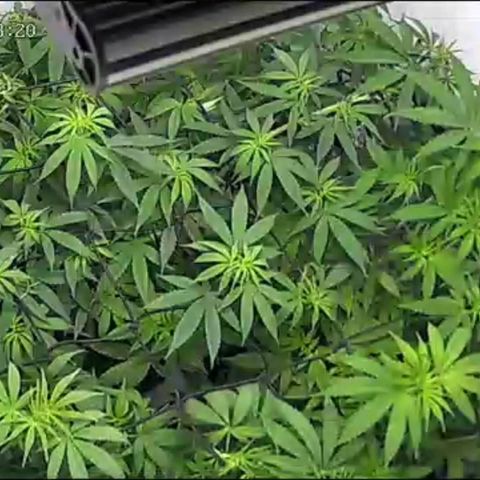 Pure Indica Mittel growlog timeline photo