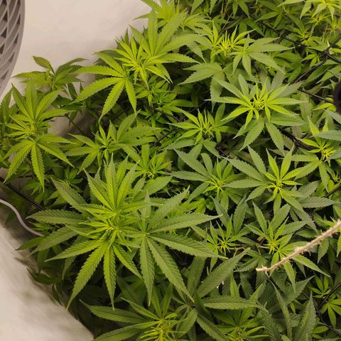 Pure Indica klein growlog timeline photo