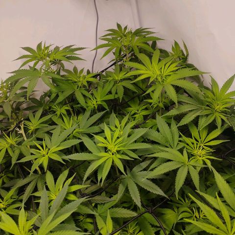 Pure Indica klein growlog timeline photo