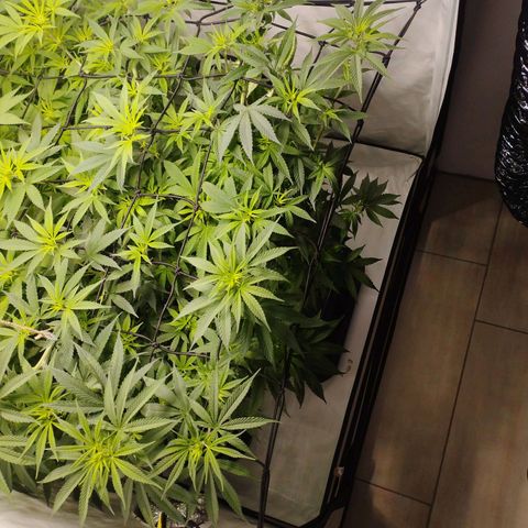 Pure Indica Groß growlog timeline photo