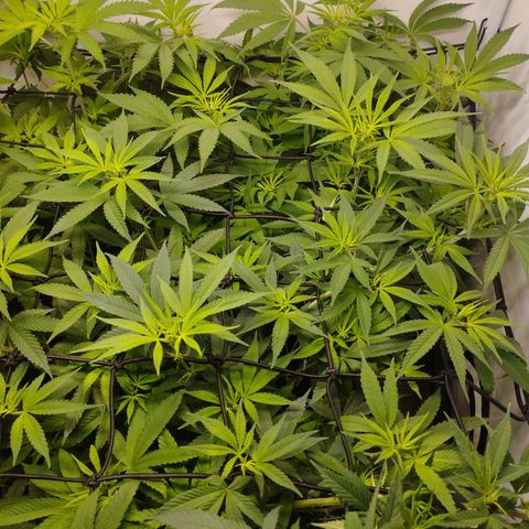 Pure Indica Mittel growlog timeline photo