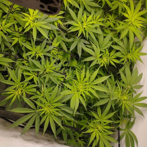 Pure Indica Mittel growlog timeline photo