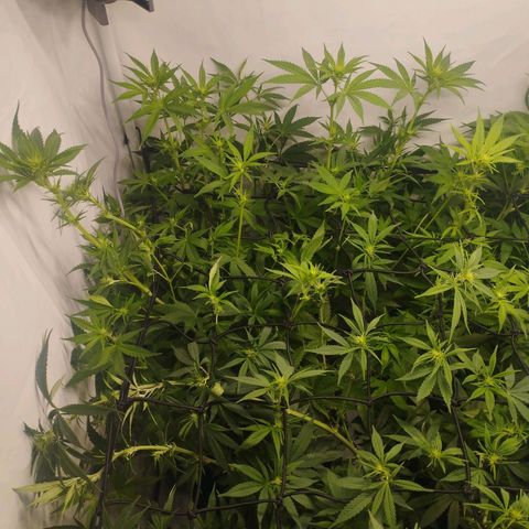 Pure Indica klein growlog timeline photo