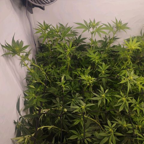 Pure Indica klein growlog timeline photo