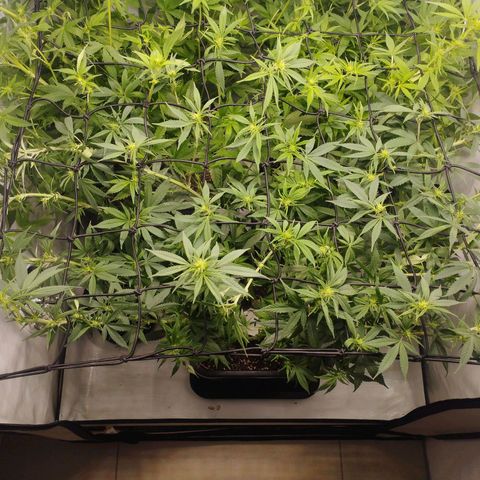 Pure Indica Groß growlog timeline photo