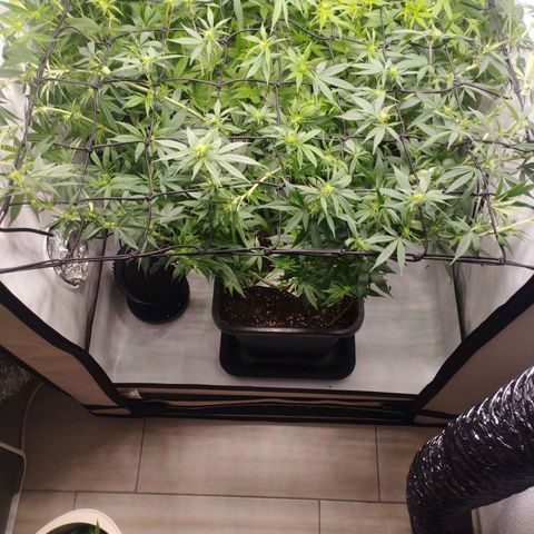Pure Indica Groß growlog timeline photo