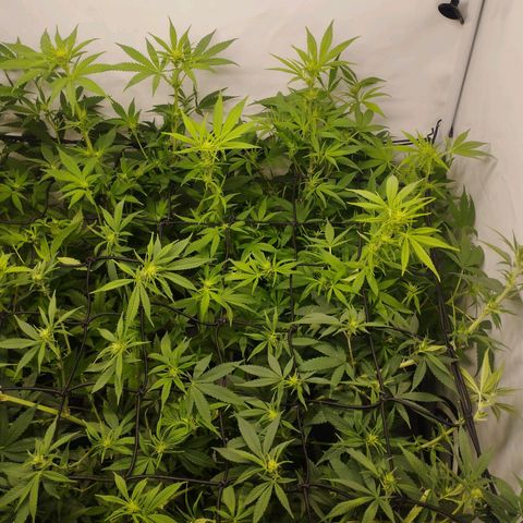 Pure Indica Mittel growlog timeline photo