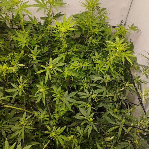 Pure Indica Mittel growlog timeline photo