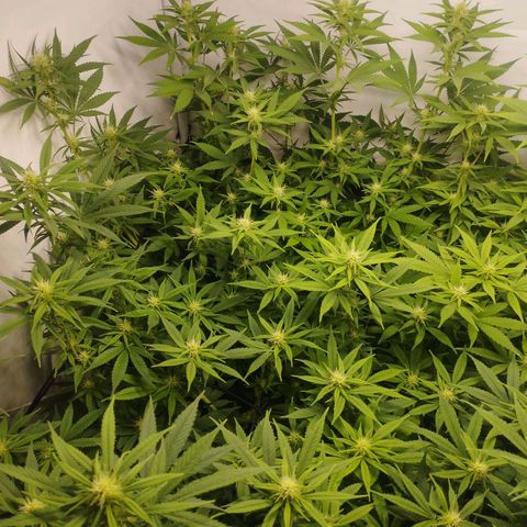Pure Indica klein growlog timeline photo
