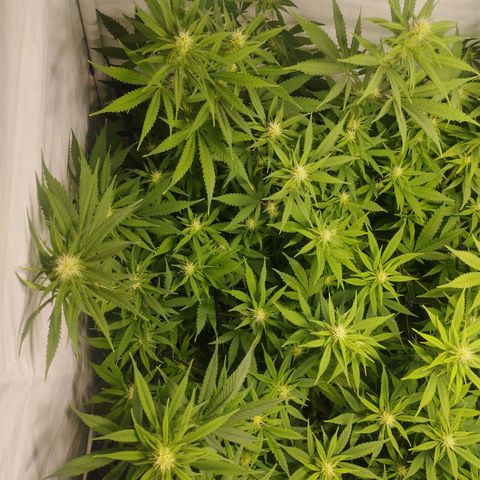 Pure Indica klein growlog timeline photo