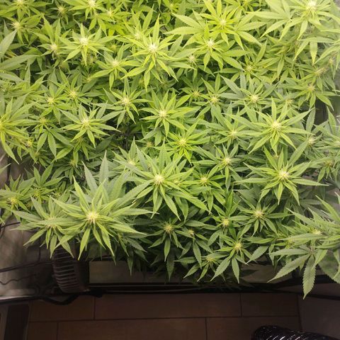 Pure Indica Groß growlog timeline photo