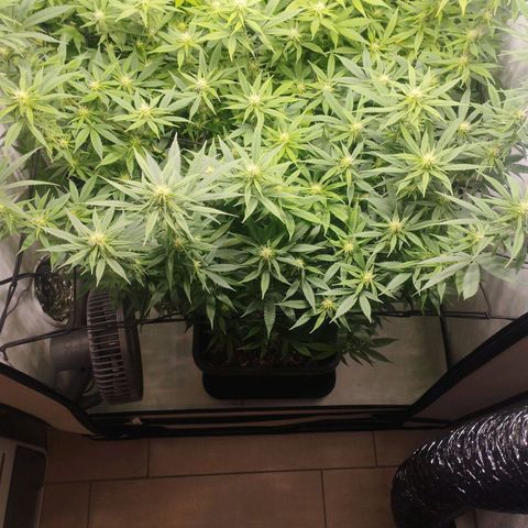 Pure Indica Groß growlog timeline photo