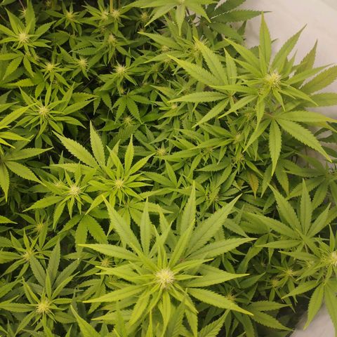 Pure Indica Mittel growlog timeline photo