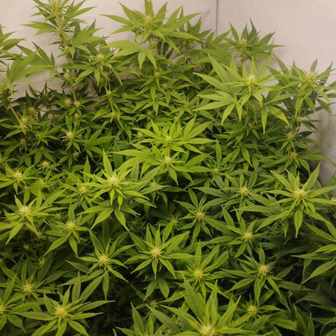 Pure Indica Mittel growlog timeline photo