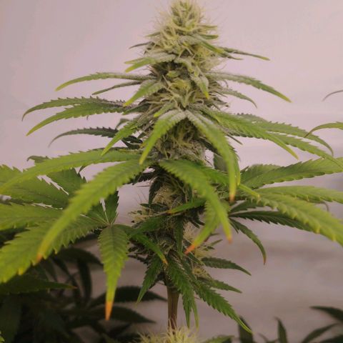 Pure Indica klein growlog timeline photo