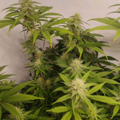 Pure Indica klein growlog timeline photo