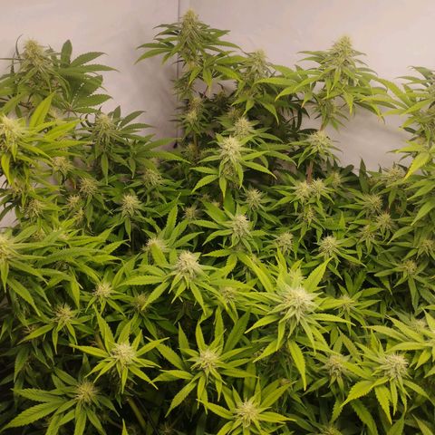 Pure Indica klein growlog timeline photo