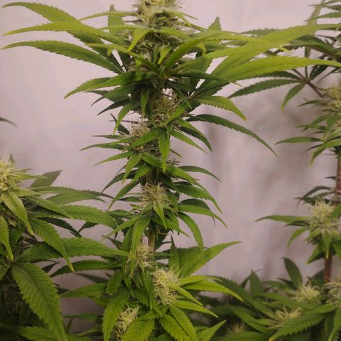 Pure Indica Groß growlog timeline photo