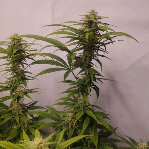 Pure Indica Groß growlog timeline photo