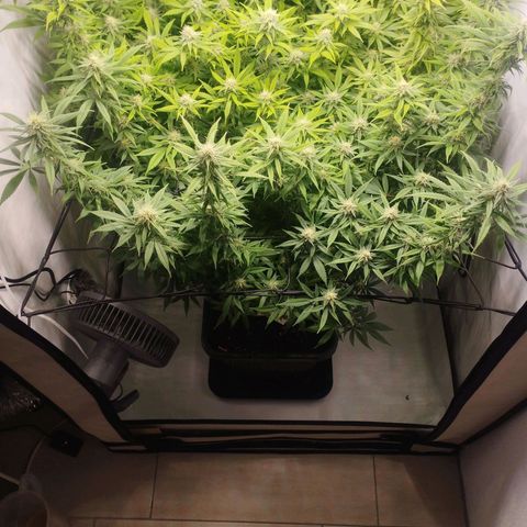 Pure Indica Groß growlog timeline photo