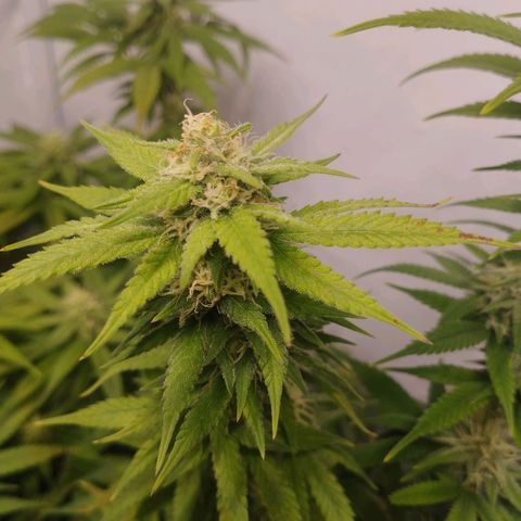 Pure Indica Mittel growlog timeline photo