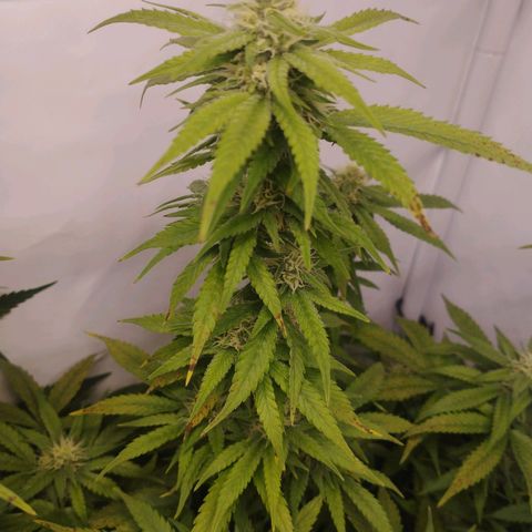 Pure Indica Mittel growlog timeline photo
